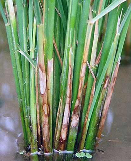 Paddy Main 1