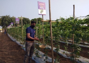 baramati-field-img3