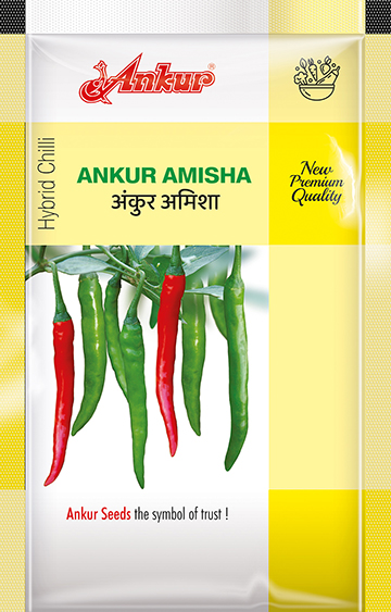 Chilli Amisha