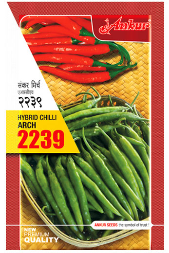 Hy Chilli ARCH - 2239 