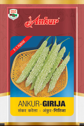 Hy Bitter Gourd Girija 