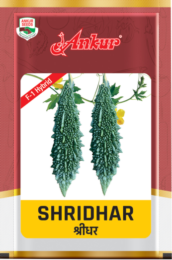 Hy Bitter Gourd Shridhar 