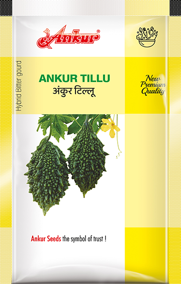 Hy Bitter Gourd Tillu