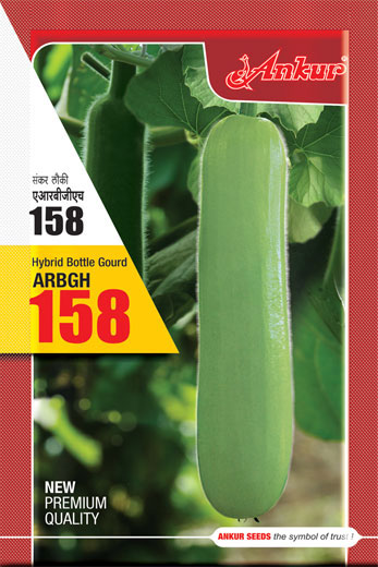 Hy Bottle Gourd ARBGH 158 