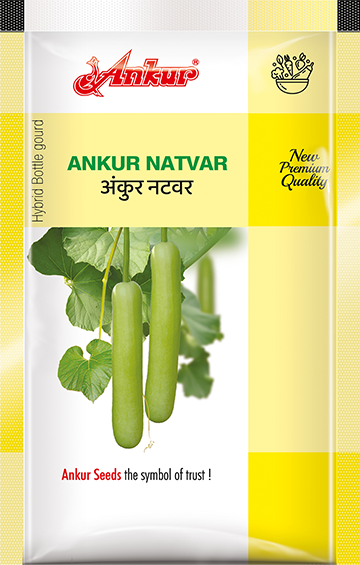 <span>Hybrid</span> Bottle Gourd Natwar 
