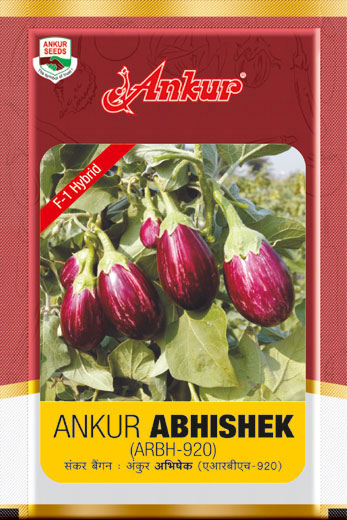 Hy Brinjal Abhishek 