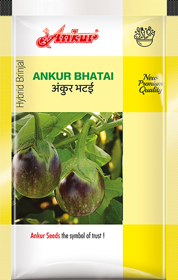 Hy Brinjal Ankur Bhatai 