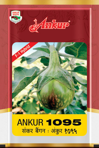 Hy Brinjal ARBH 1095 