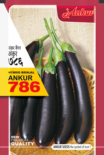 Hy Brinjal ARBH-786 