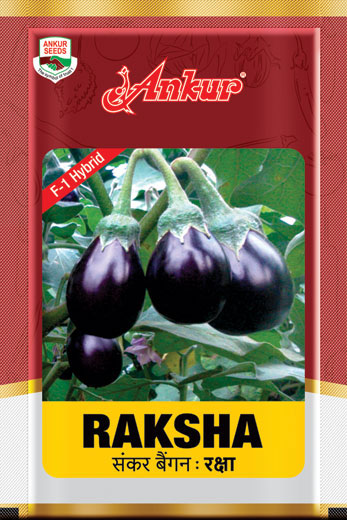 Hy Brinjal ARBH Raksha 