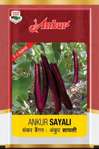 Hy Brinjal ARBH Sayali 