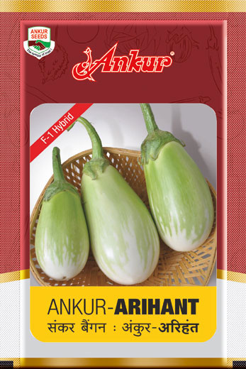 Hy Brinjal Arihant 