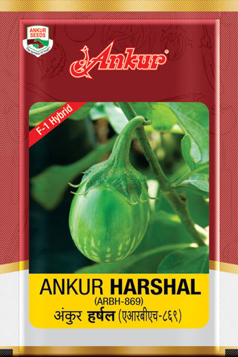 Hy Brinjal Harshal 