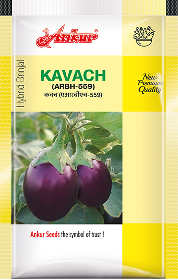 Hy Brinjal Kavach