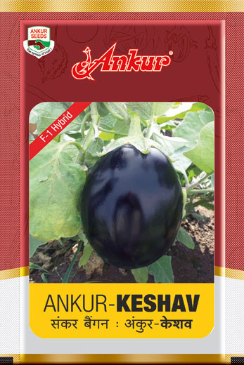 Hy Brinjal  Keshav 