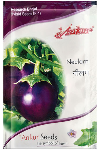 Hy Brinjal Neelam 