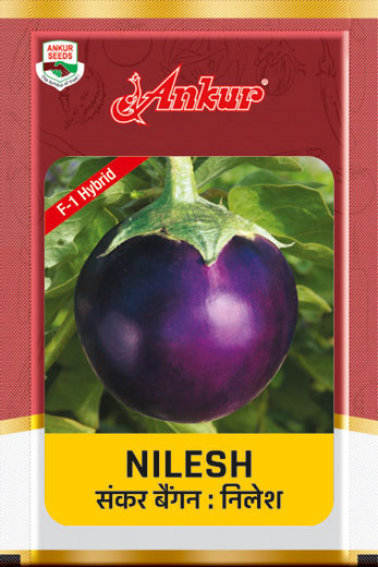 Hy Brinjal Nilesh 