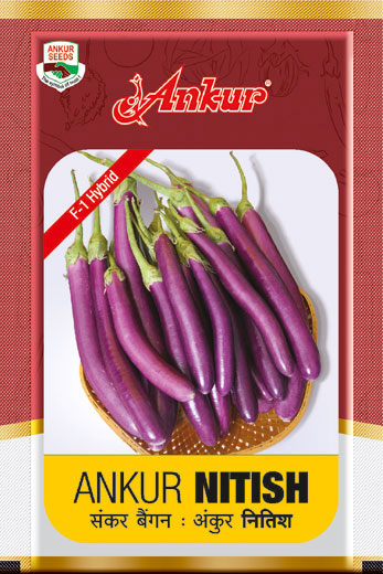 Hy Brinjal Nitish 