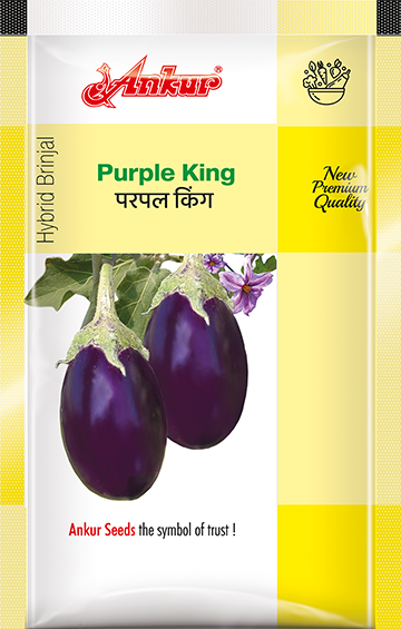 Hy Brinjal- Purple King