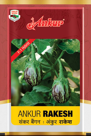 Hy Brinjal Rakesh 