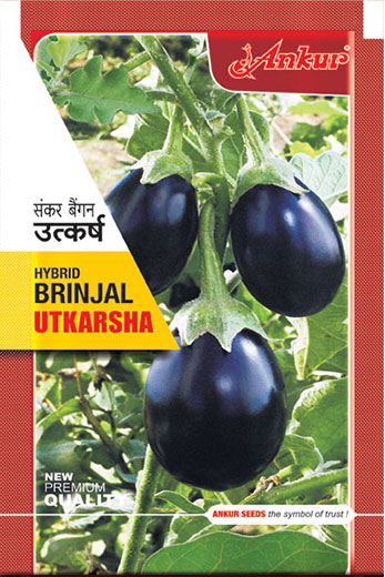 Hy Brinjal Utkarsha 