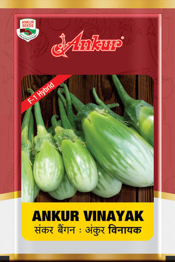 Hy Brinjal  Vinayak 