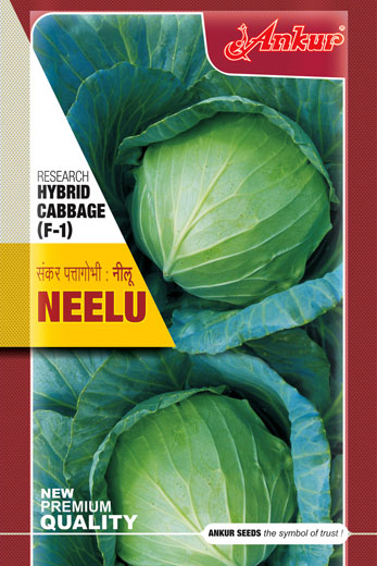 Hy Cabbage Neelu 