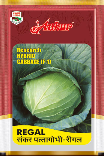 Hy Cabbage Regal 