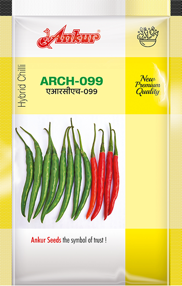 Hy Chilli ARCH - 099 