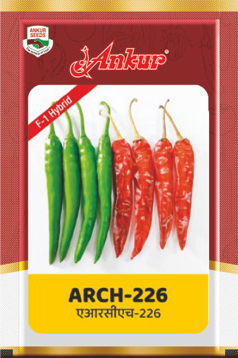 Hy Chilli ARCH- 226 