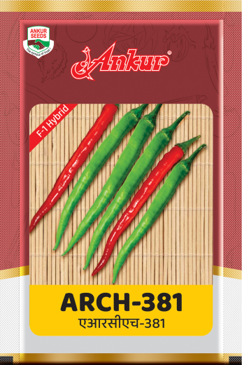 Hy Chilli ARCH- 381 