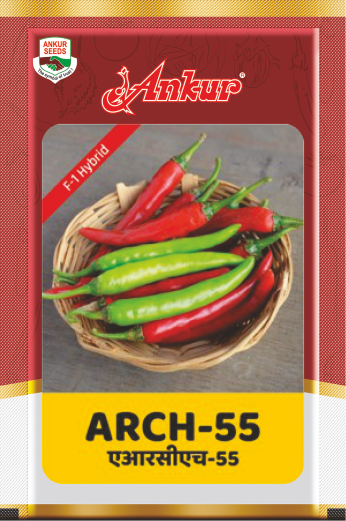 Hy Chilli ARCH- 55 