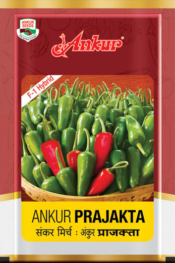 Hy Chilli Prajakta 