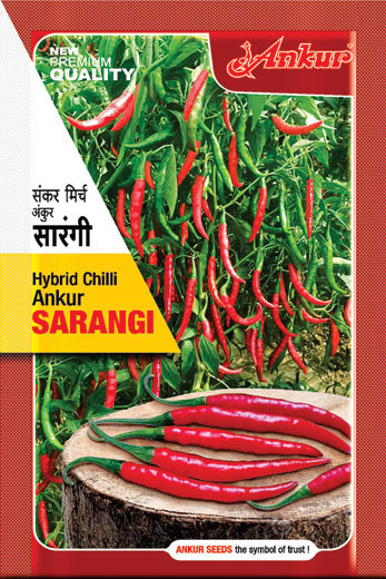 Hy Chilli Sarangi 