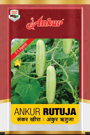 Hy Cucumber Rutuja 