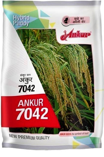 Hy Paddy 7042 