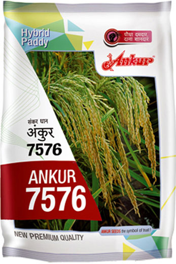 <span>Hybrid</span> Paddy 7576 