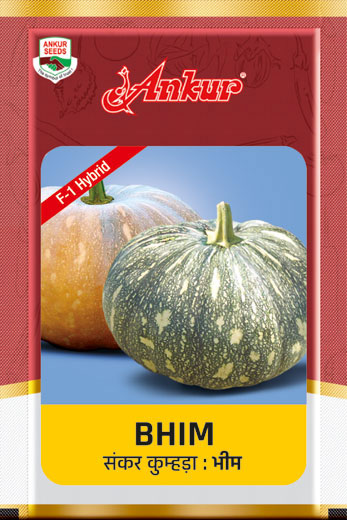 Hy Pumpkin Bhim 