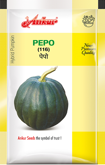 Hy pumpkin Pepo 