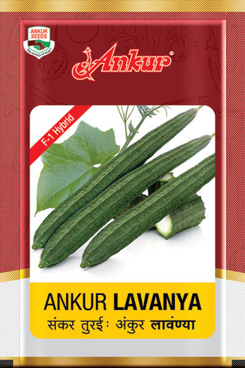 Hy Ridge Gourd Lavanya 