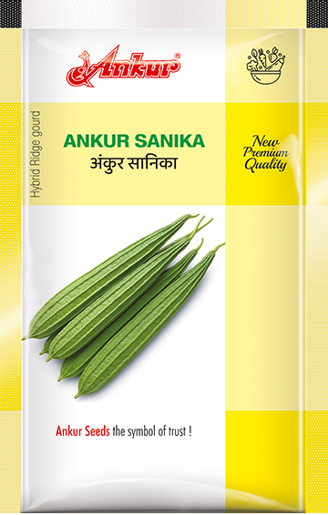Hy Ridge Gourd Sanika 