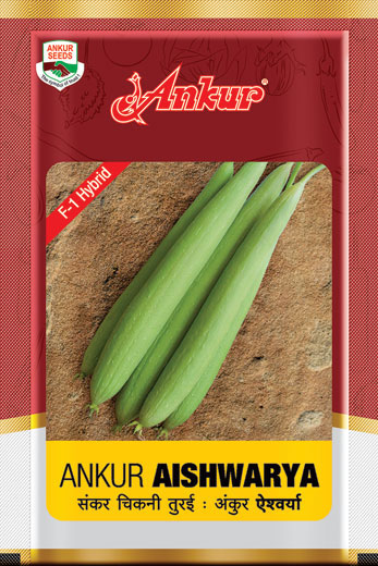 Hy Sponge Gourd  Aishwarya 