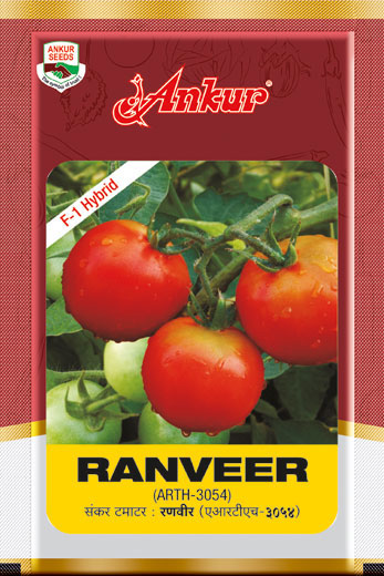 Hy Tomato Ranveer 