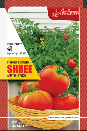 Hy Tomato Shree 