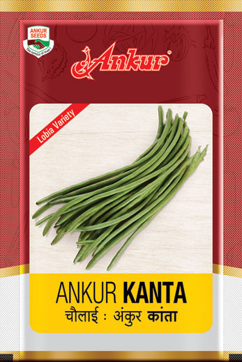 Lobia Kanta