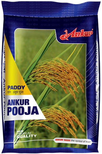 Paddy Pooja 