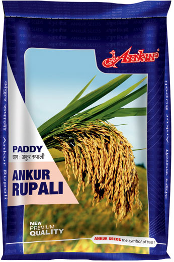 Paddy Rupali 