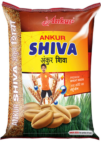 Wheat Shiva 