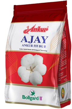 Ankur Ajay BG II 