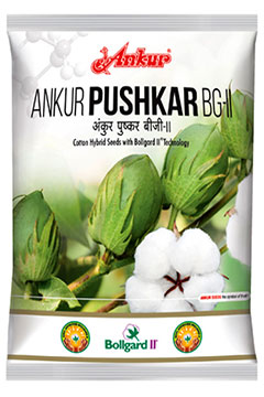 Hy Cotton Ankur Pushkar BG-II 